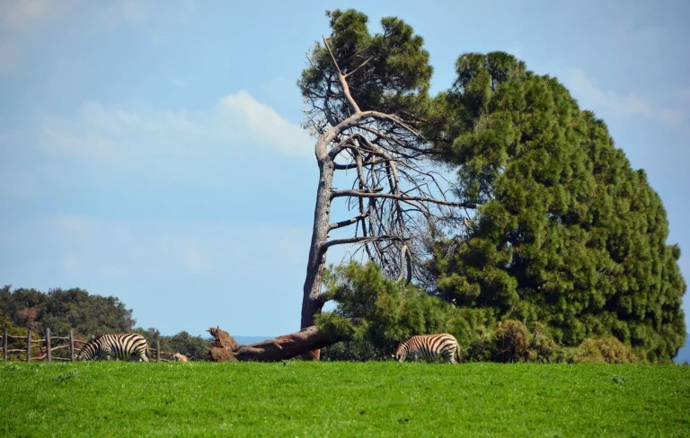 Le parc national de Brijuni à l'échelle
