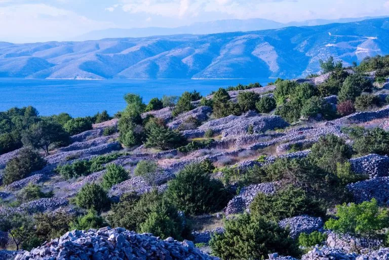 Hvar è famosa in tutto il mondo per la sua lavanda, che è della migliore qualità al mondo. Grazie al suo clima unico e al sole tutto l'anno, la lavanda cresce in abbondanza.