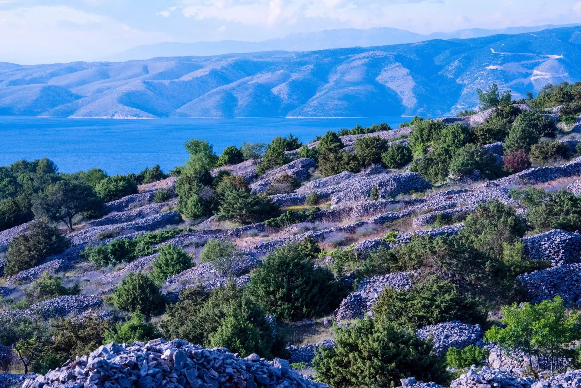 Hvar ist weltberühmt für seinen Lavendel, der zu den hochwertigsten der Welt gehört. Aufgrund des einzigartigen Klimas und der ganzjährigen Sonneneinstrahlung wächst der Lavendel in Hülle und Fülle.
