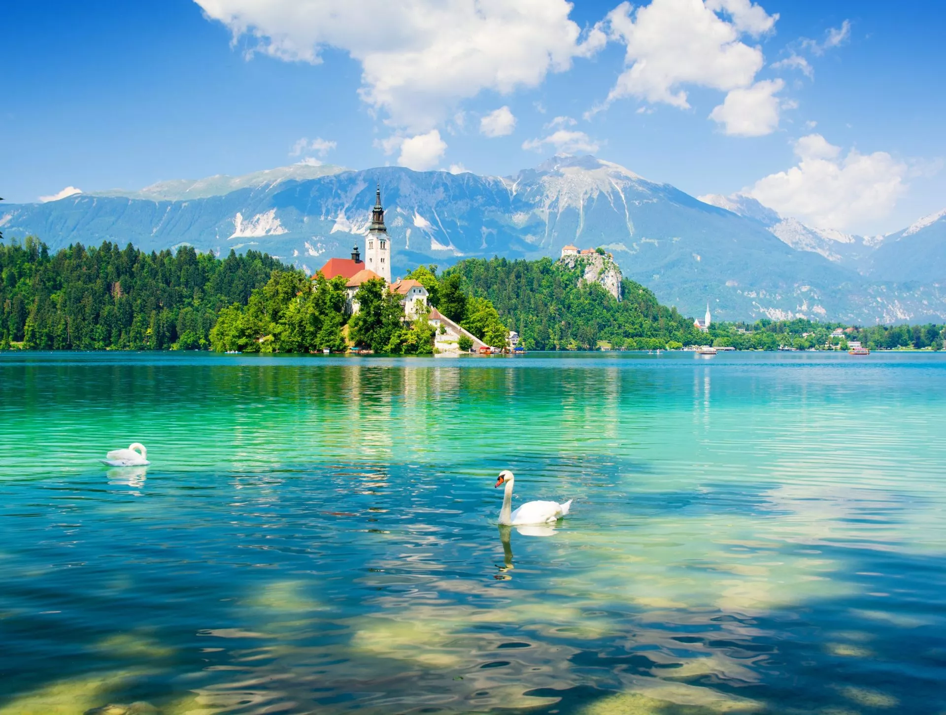 Bleder See mit Schwan, Slowenien, Europa