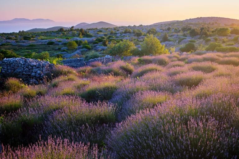 Lavendelvelden van hvar eiland geschubd