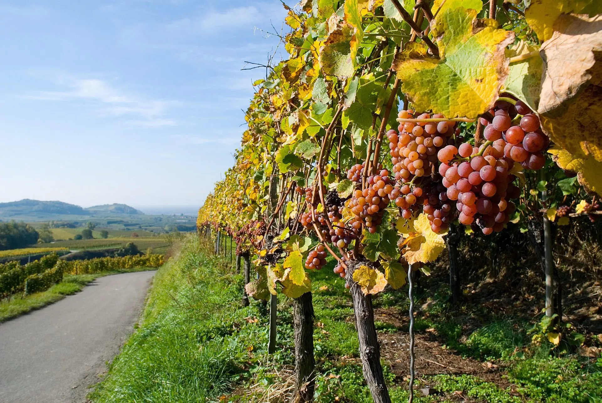 Reben Trauben Herbst