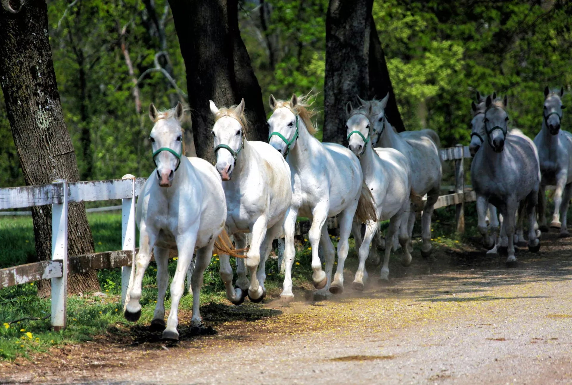 Weiße Lipizzaner Pferde laufen